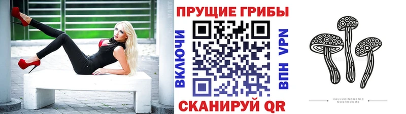 Купить  Никольск  Галлюциногенные грибы Psilocybine cubensis 
